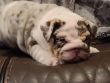 English Bulldog puppy, male and female. 3 months old !❤️catalinamarisol3@gmail.com❤️ Image eClassifieds4u 3