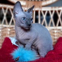 Excellent Sphinx Kittens available❤️catalinamarisol3@gmail.com❤️ Image eClassifieds4u 2