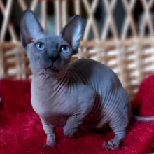 Excellent Sphinx Kittens available❤️catalinamarisol3@gmail.com❤️ Image eClassifieds4u 3