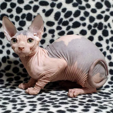 Excellent Sphinx Kittens available❤️catalinamarisol3@gmail.com❤️ Image eClassifieds4u 4