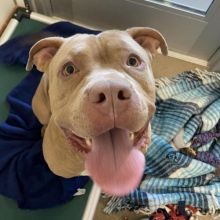 Good Moo Moo Red Nose Pit bull needs a good family❤️catalinamarisol3@gmail.com❤️ Image eClassifieds4u 2