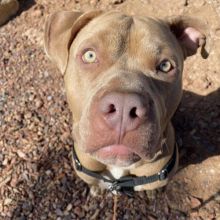 Good Moo Moo Red Nose Pit bull needs a good family❤️catalinamarisol3@gmail.com❤️ Image eClassifieds4u 3