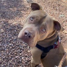 Good Moo Moo Red Nose Pit bull needs a good family❤️catalinamarisol3@gmail.com❤️ Image eClassifieds4u 4