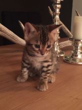 Perfect Quality Bengal kittens*catalinamarisol3@gmail.com* Image eClassifieds4u 2
