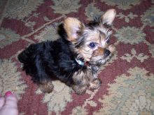 PLEASE ADOPT US YORKIE PUPPIES*catalinamarisol3@gmail.com* Image eClassifieds4u 2