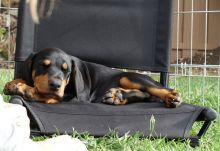 Pure bred mini Doberman pups *catalinamarisol3@gmail.com* Image eClassifieds4u 3