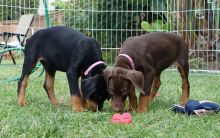 Pure bred mini Doberman pups *catalinamarisol3@gmail.com* Image eClassifieds4u 4
