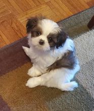 Pure bred mini Shih Tzu *catalinamarisol3@gmail.com* Image eClassifieds4u 2