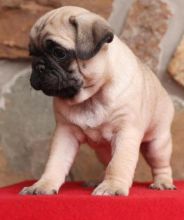 Purebred Pug Puppies Available Image eClassifieds4u 1