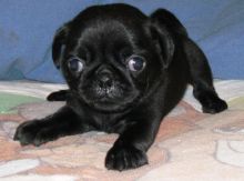 Re-homing male black Pug puppy*catalinamarisol3@gmail.com* Image eClassifieds4u 2