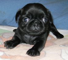 Re-homing male black Pug puppy*catalinamarisol3@gmail.com* Image eClassifieds4u 3