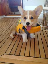 Selling 2 male and 1 female corgi*catalinamarisol3@gmail.com* Image eClassifieds4u 1