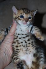 Stunning Bengal with 3 dimension spotted rosettes*catalinamarisol3@gmail.com* Image eClassifieds4u 1