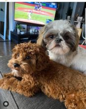 Vet checked Malti-Poo puppies available ❤️catalinamarisol3@gmail.com❤️ Image eClassifieds4u 4