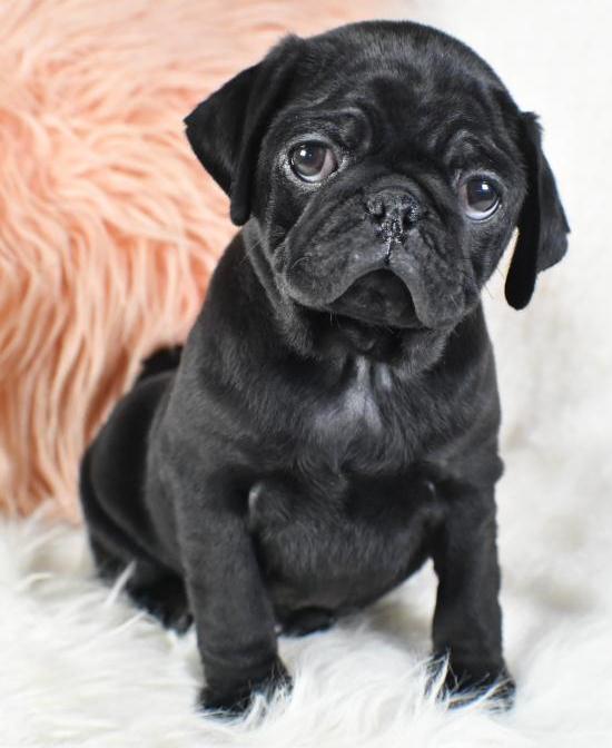 Pug puppies available, male and female Image eClassifieds4u