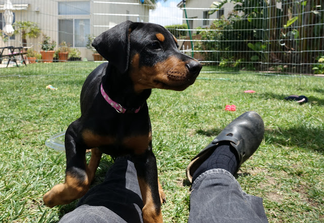 Pure bred mini Doberman pups *catalinamarisol3@gmail.com* Image eClassifieds4u