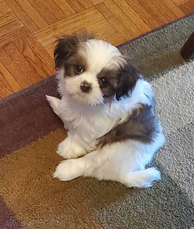 Pure bred mini Shih Tzu *catalinamarisol3@gmail.com* Image eClassifieds4u
