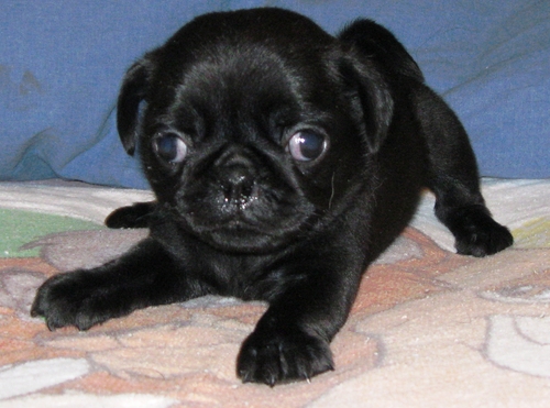 Re-homing male black Pug puppy*catalinamarisol3@gmail.com* Image eClassifieds4u