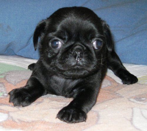 Re-homing male black Pug puppy*catalinamarisol3@gmail.com* Image eClassifieds4u