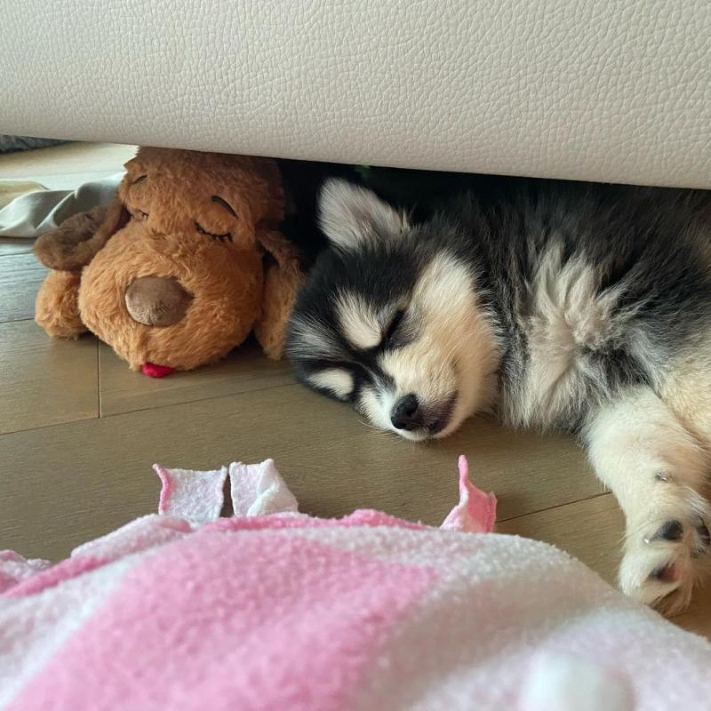 Selling 2 male and 1 female corgi*catalinamarisol3@gmail.com* Image eClassifieds4u