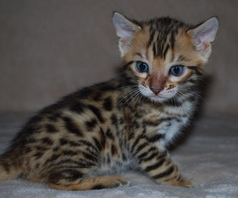 Stunning Bengal with 3 dimension spotted rosettes*catalinamarisol3@gmail.com* Image eClassifieds4u