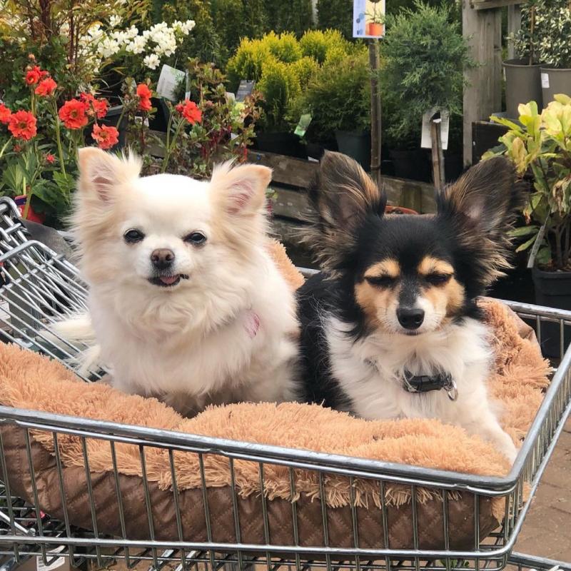 Teacup Chihuahua puppy EMAIL tellopsilvia@gmail.com Image eClassifieds4u