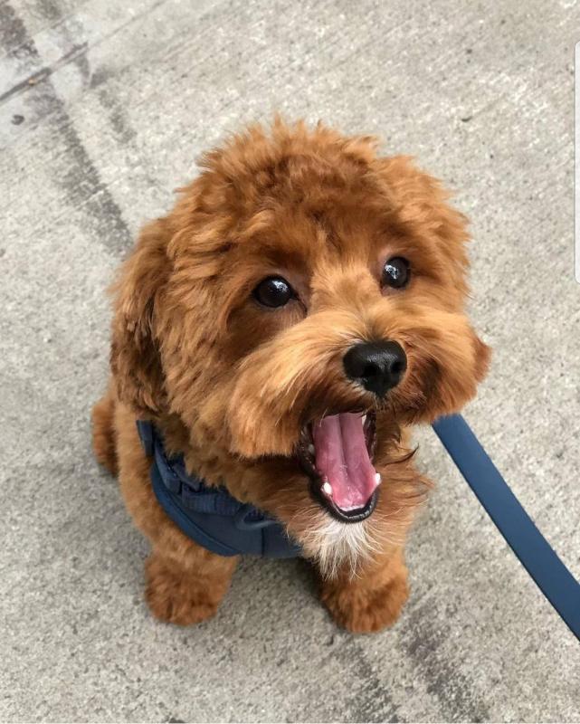 Vet checked Malti-Poo puppies available ❤️catalinamarisol3@gmail.com❤️ Image eClassifieds4u