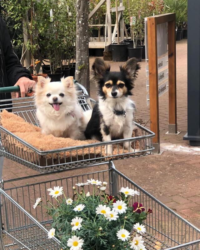 ❤️Puppy Chihuahua mix ❤️*catalinamarisol3@gmail.com* Image eClassifieds4u