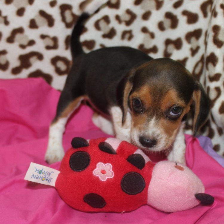 ❤️PureBread Dachshund Pup Max❤️*catalinamarisol3@gmail.com* Image eClassifieds4u