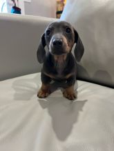 ❤️Buy Pure breed Dachshund puppies ❤️Text or Call Us at (647)247-8422🇨🇦🇨🇦