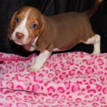 12 week old Dachshund pupp*catalinamarisol3@gmail.com*