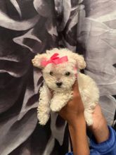 🇨🇦🇨🇦Adorable fluffy Malti Poo Text or Call Us at (647)247-8422🇨🇦🇨🇦