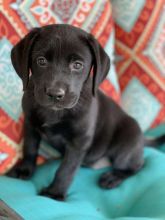 Black and chocolate Labrador*catalinamarisol3@gmail.com*