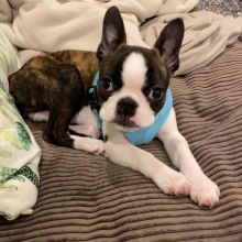 Boston Terrier puppies for good re homing to interested homes.
