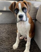 Boxer puppies available fawn ,white ,Black and brindle pups