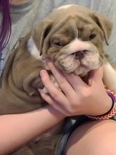 🇨🇦🇨🇦English Bulldogs Male and 2 females *Text or Call Us at (647)247-8422🇨🇦🇨