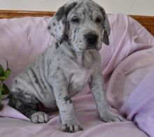 Excellent harlequin and blue Great Dane puppies