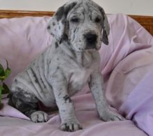 Great Dane cute puppies Ready