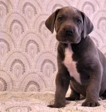 Great dane puppies for re-homing