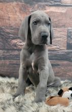 Magnificent Great Dane puppies