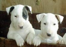 Miniture Bull Terrier Puppies ****