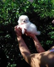 Pomeranian puppies for sale❤️catalinamarisol3@gmail.com❤️