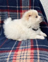 Re-homing my 4 month old Pomeranian*catalinamarisol3@gmail.com*