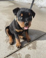 Rottweiler puppies, male and female for adoption