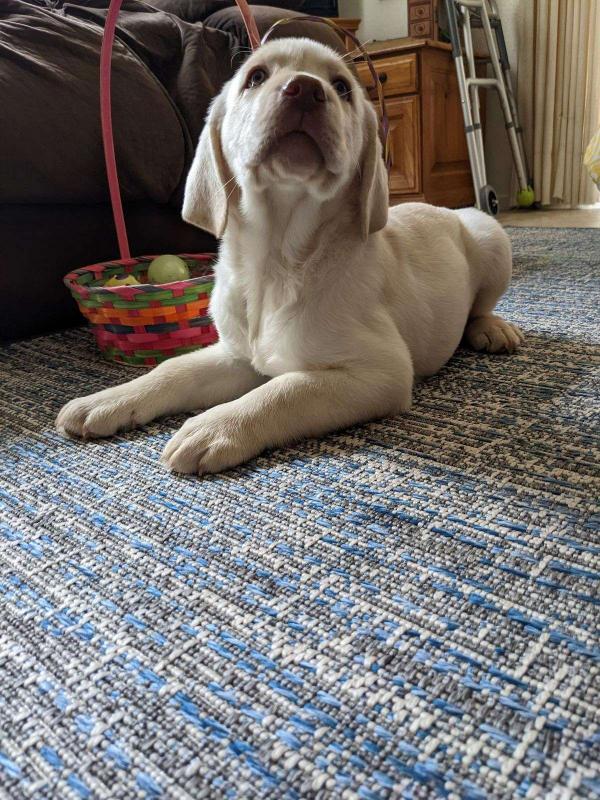 Black and chocolate Labrador*catalinamarisol3@gmail.com* Image eClassifieds4u