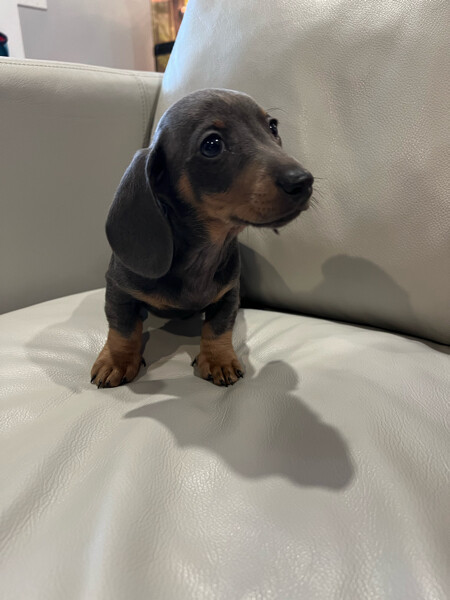 Brown Male Doberman Pinscher❤️catalinamarisol3@gmail.com❤️ Image eClassifieds4u