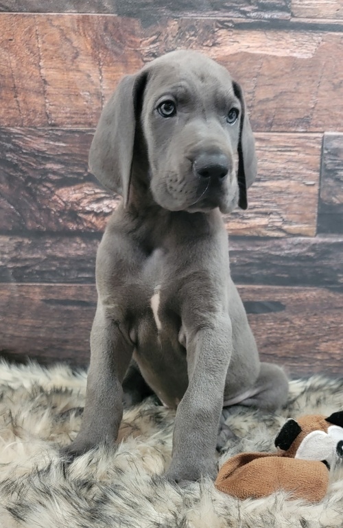Home raised Great dane puppies available Image eClassifieds4u