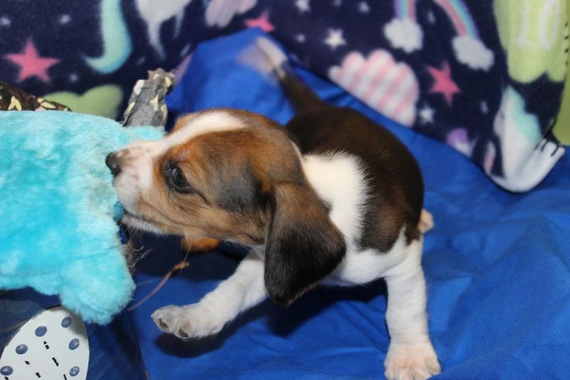 I have 3 Pure Bread Doberman Puppies*catalinamarisol3@gmail.com* Image eClassifieds4u