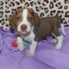 ❤️Buy Pure breed Dachshund puppies ❤️Text or Call Us at (647)247-8422🇨🇦🇨🇦 Image eClassifieds4u 2