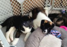 ❤️Fullbreed Maltese puppies❤️*Text or Call Us at (647)247-8422🇨🇦🇨🇦 Image eClassifieds4u 1